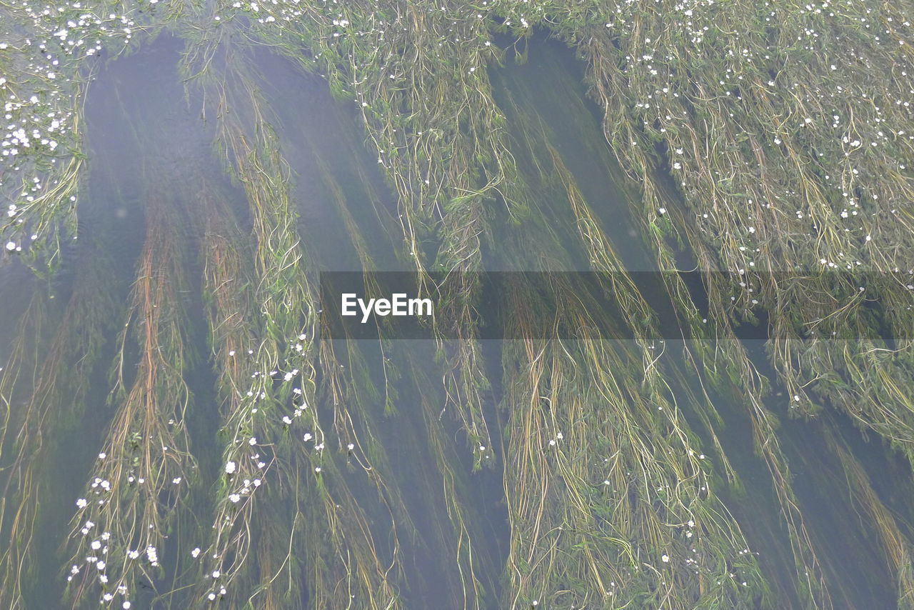 HIGH ANGLE VIEW OF TREES GROWING ON SEA