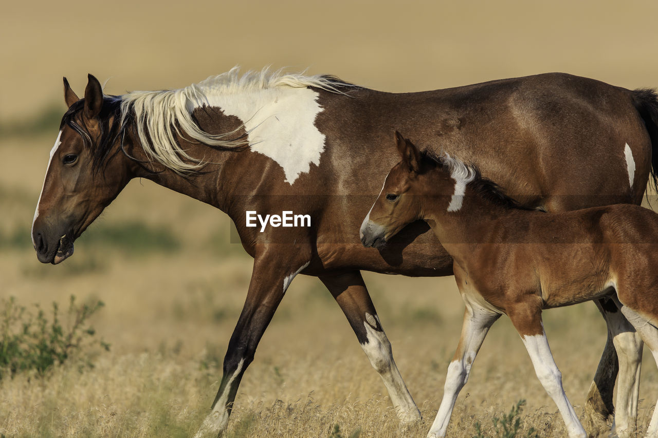 TWO HORSES IN A FIELD