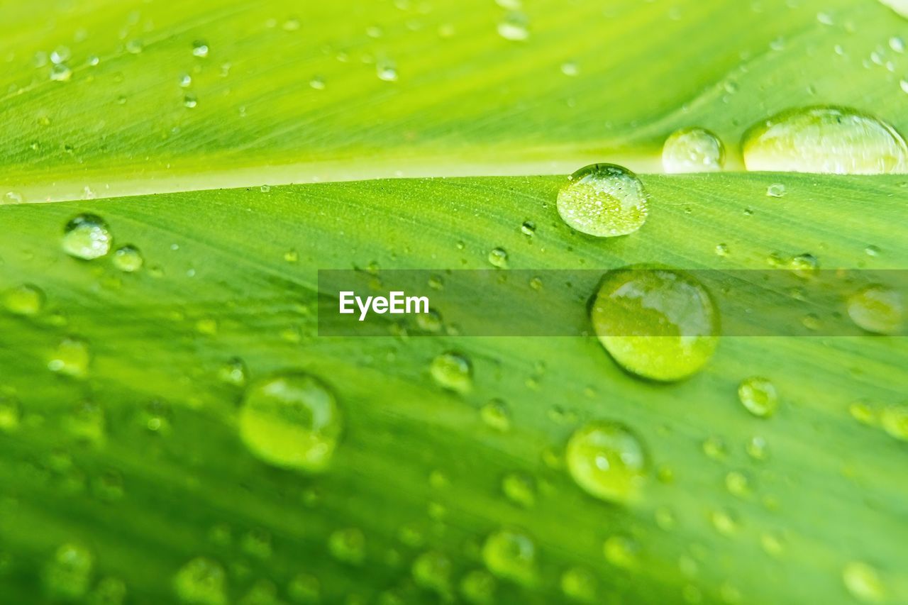 CLOSE-UP OF WATER DROPS ON GREEN LEAVES