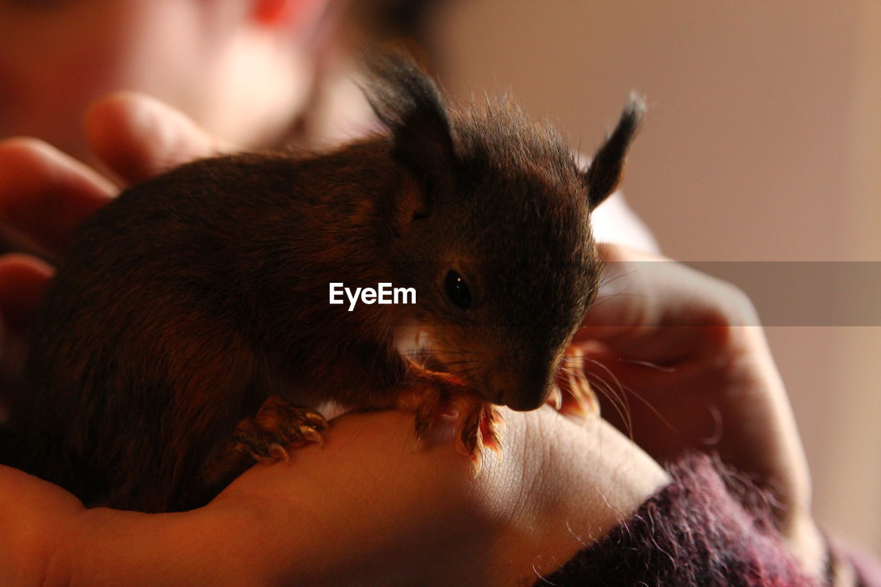 CLOSE-UP OF PERSON HOLDING BROWN CAT