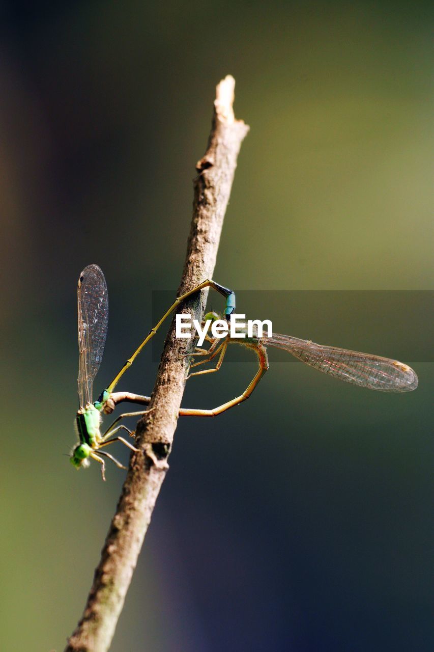 CLOSE-UP OF INSECT ON PLANT