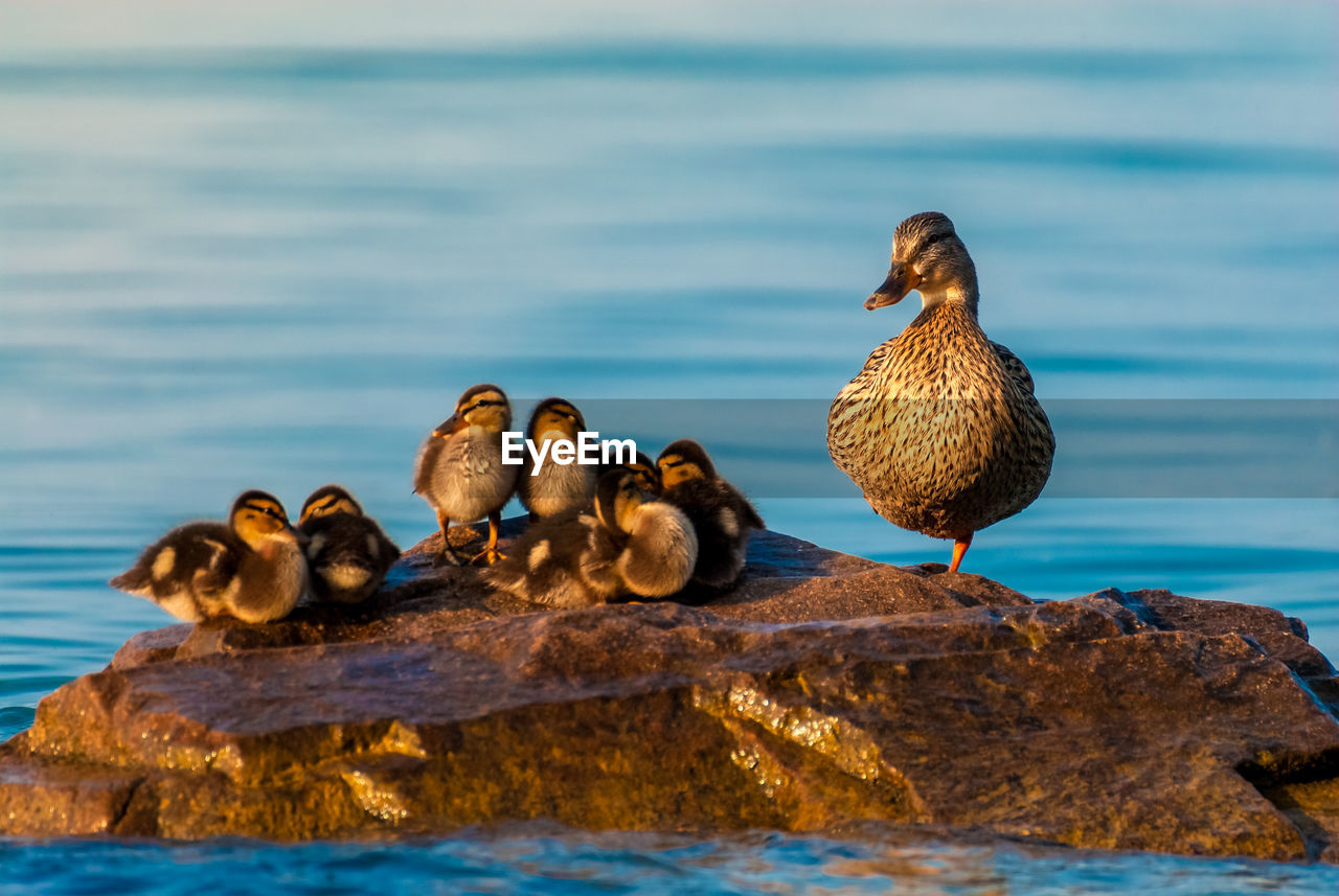 Duck with ducklings on rock in lake