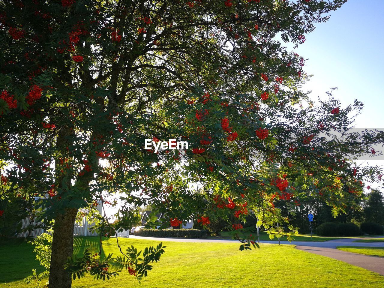 TREES IN PARK