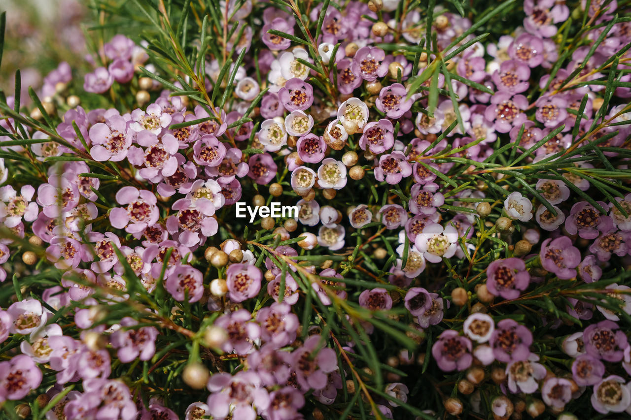 close-up of purple flowers