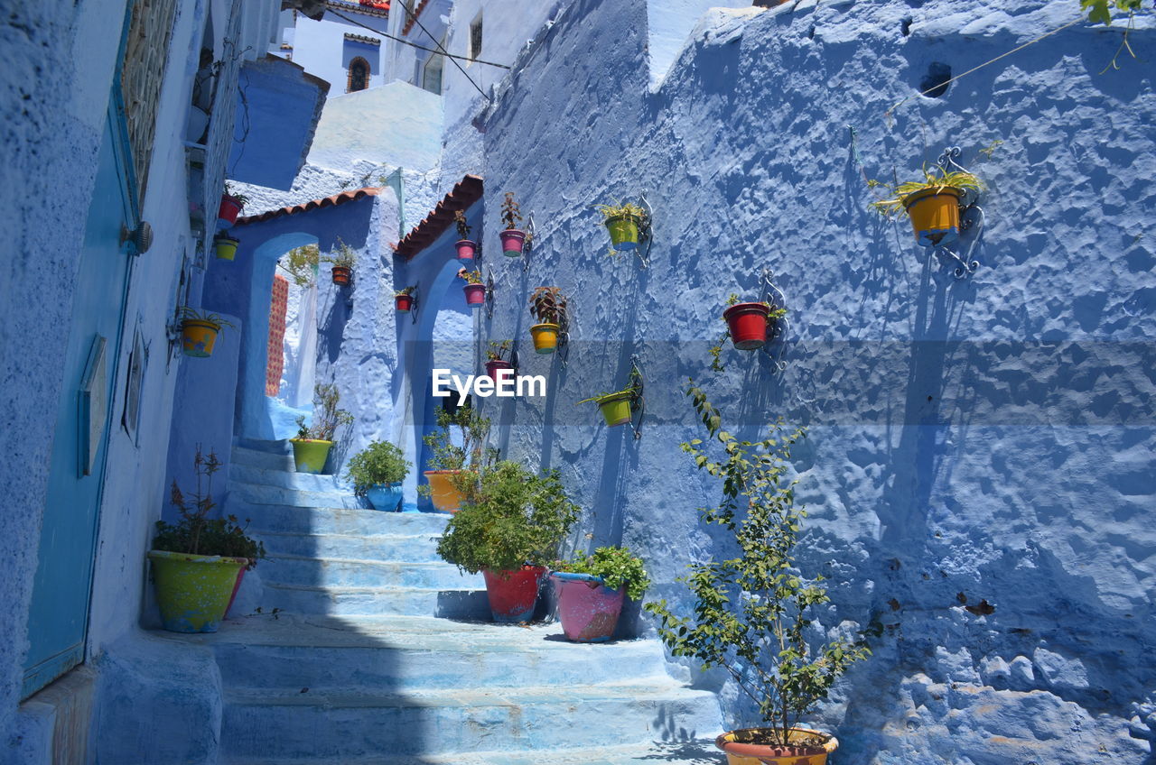 Low angle view of potted plants in alley