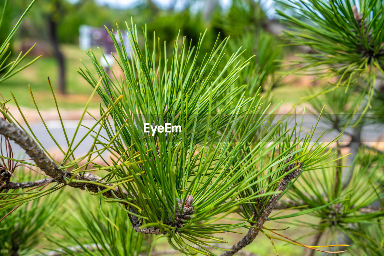 Dense pine needles on a pine tree