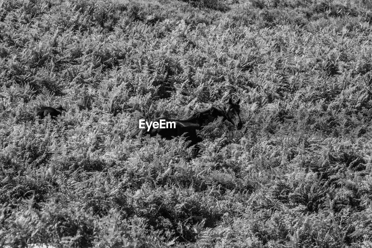  free horse running in a wild land full of plants.black and white of an animal camouflaged in nature