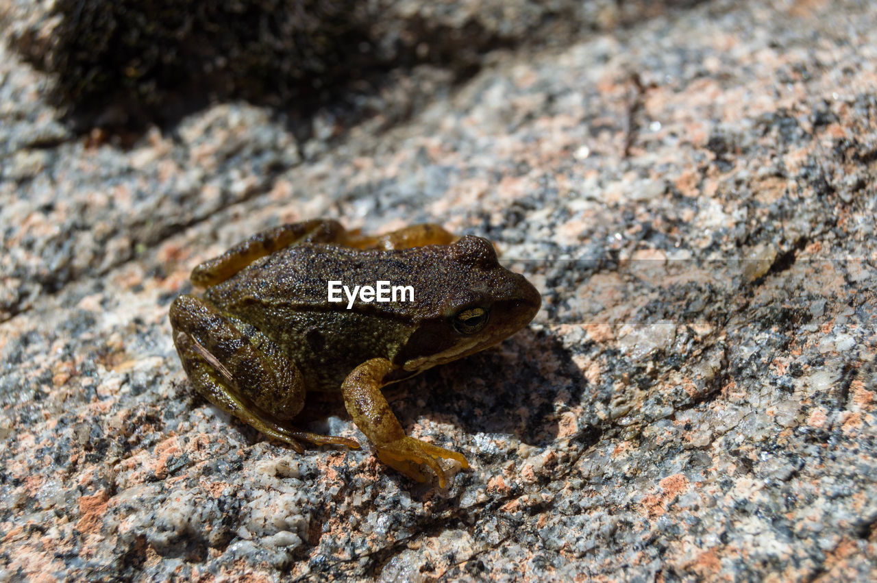 CLOSE-UP OF FROG ON ROCKS