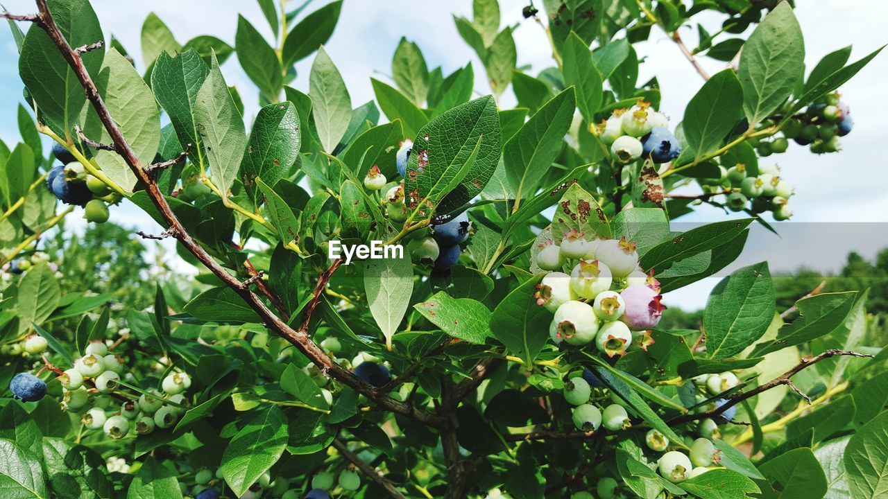 Close-up of blueberries growing on tree