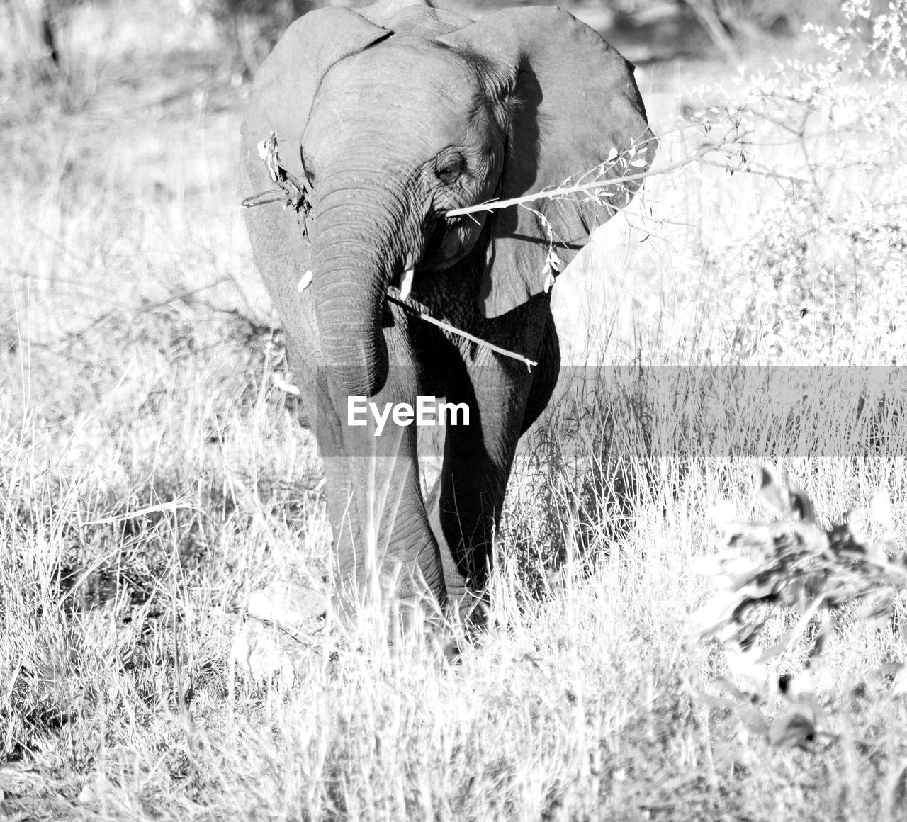 CLOSE-UP OF ELEPHANT IN A FIELD