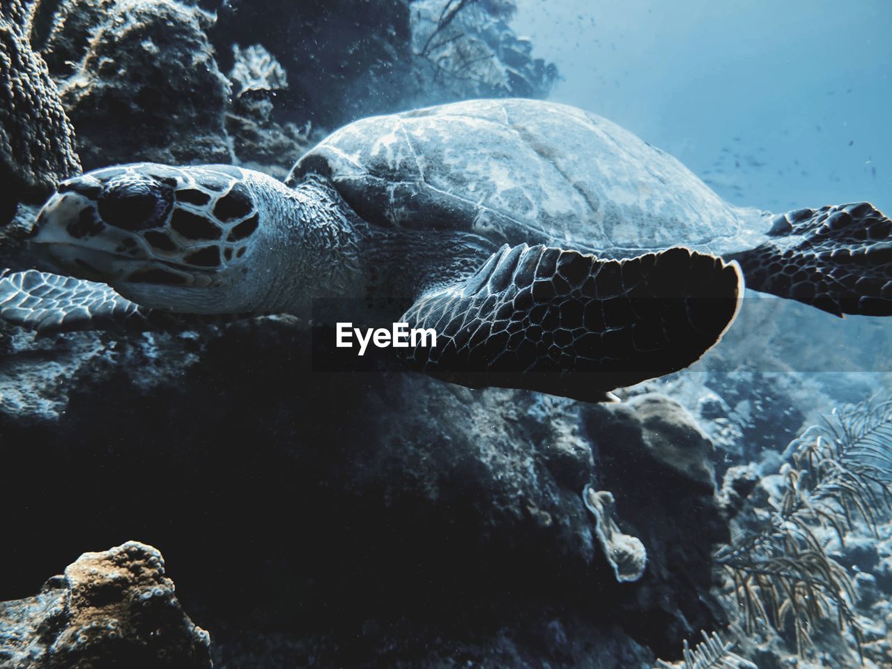 Close-up of turtle swimming in sea