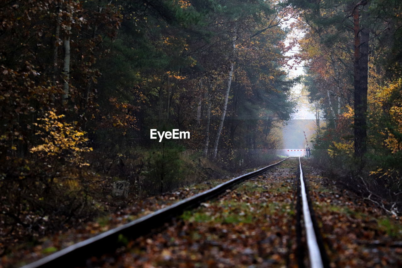 RAILROAD TRACKS AMIDST TREES DURING AUTUMN