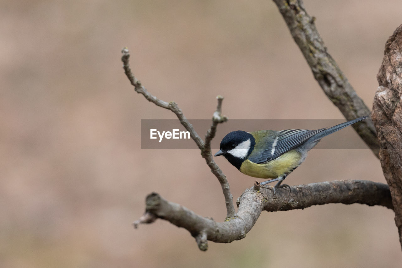 animal, animal themes, animal wildlife, bird, wildlife, branch, tree, nature, one animal, close-up, perching, plant, beak, no people, focus on foreground, twig, outdoors, beauty in nature, full length, bare tree, songbird, environment, side view, day