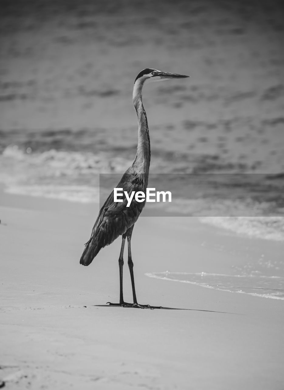 BIRD ON A BEACH