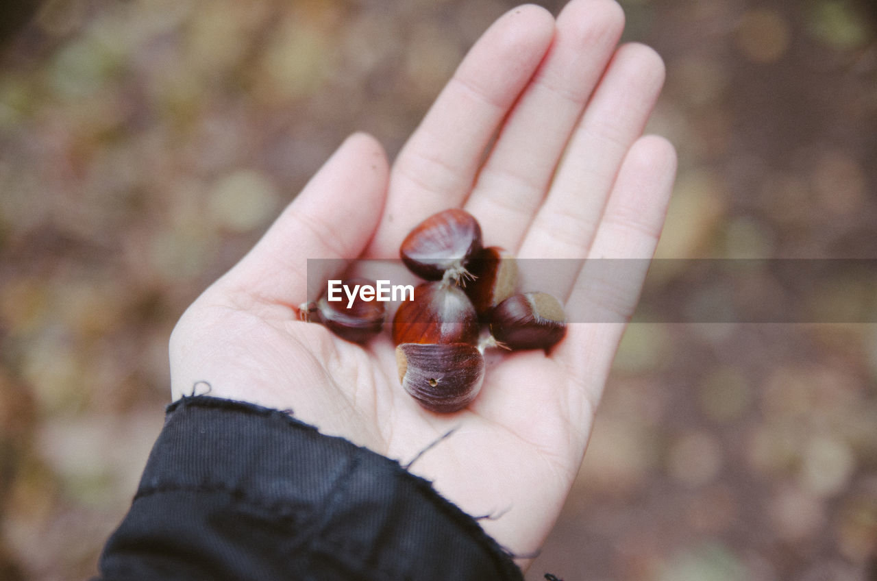 Cropped hand holding chestnuts