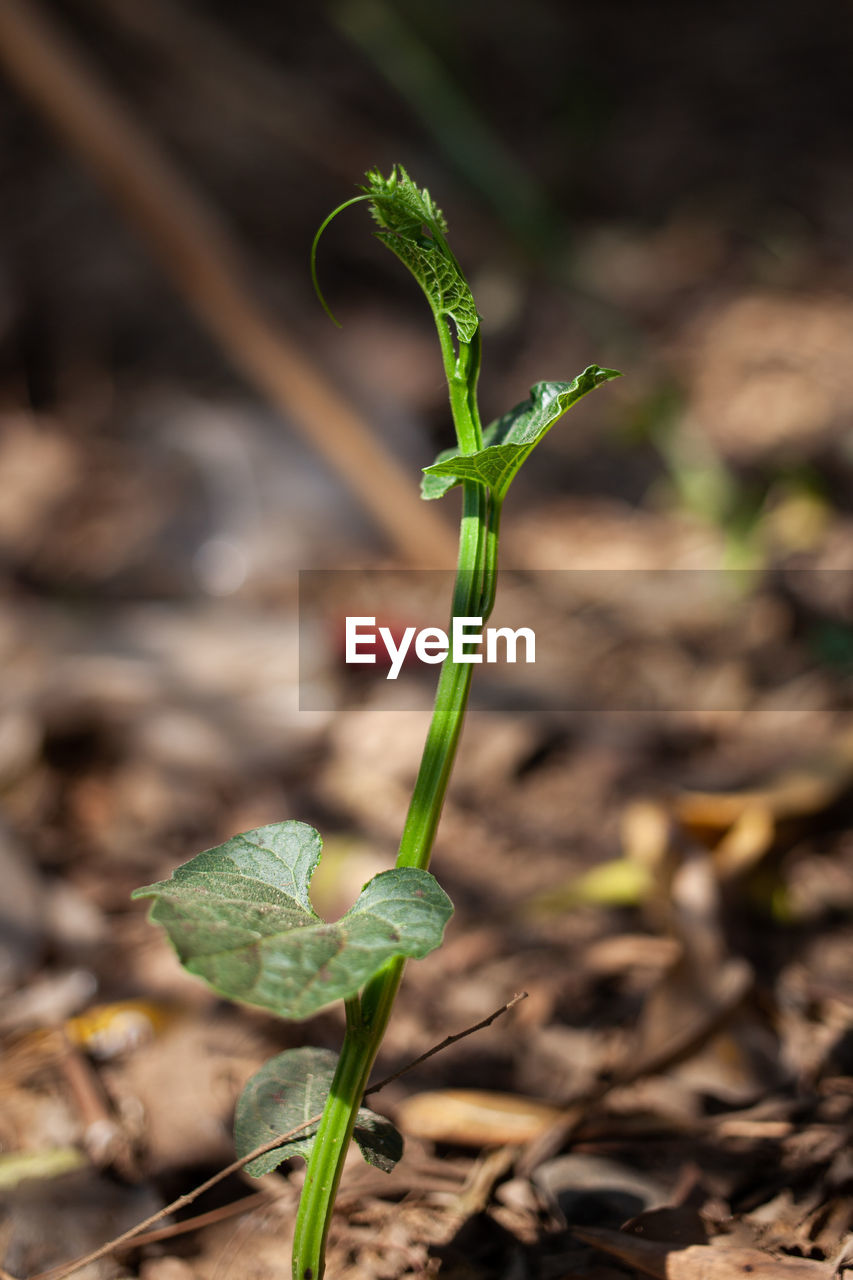 Spine gourd plant organic farming