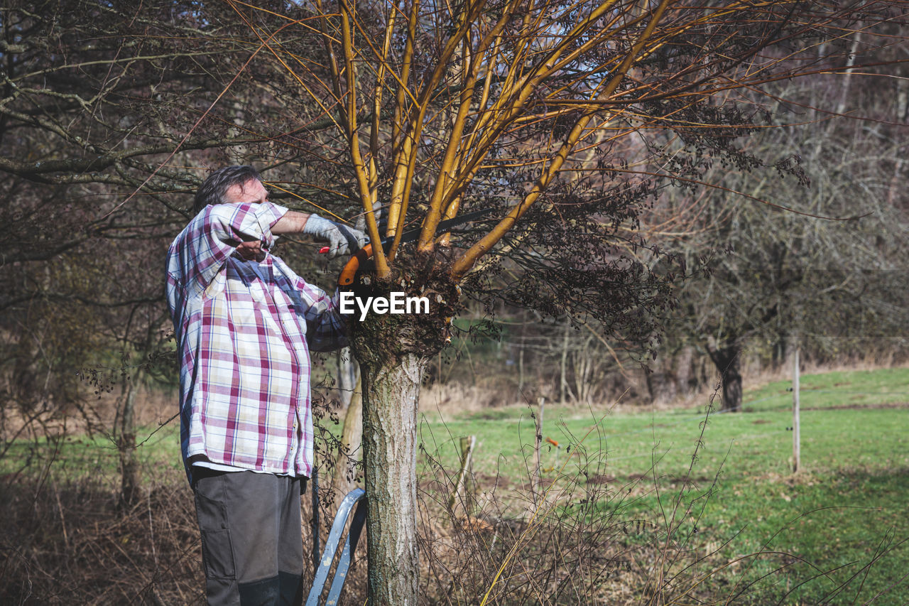 Man is pruning salice