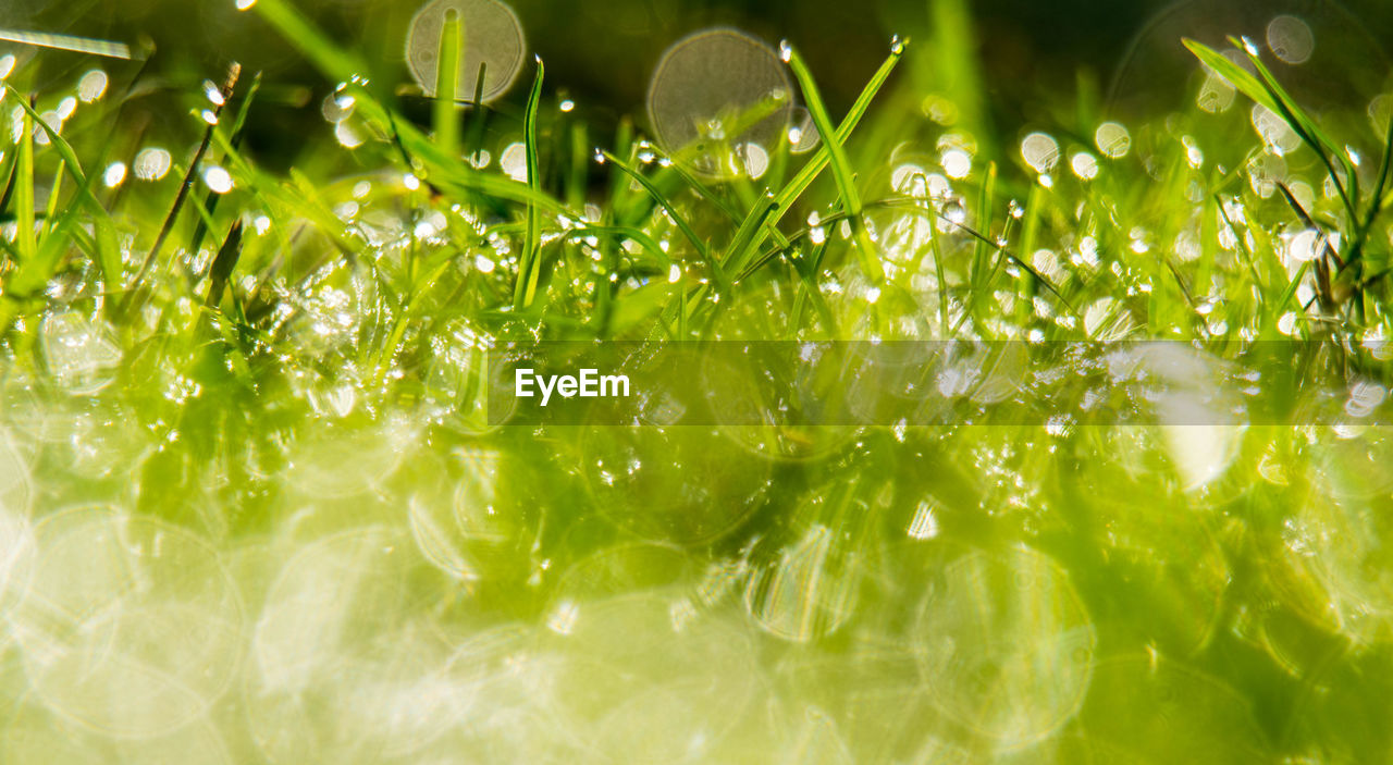 CLOSE-UP OF FRESH GREEN PLANTS