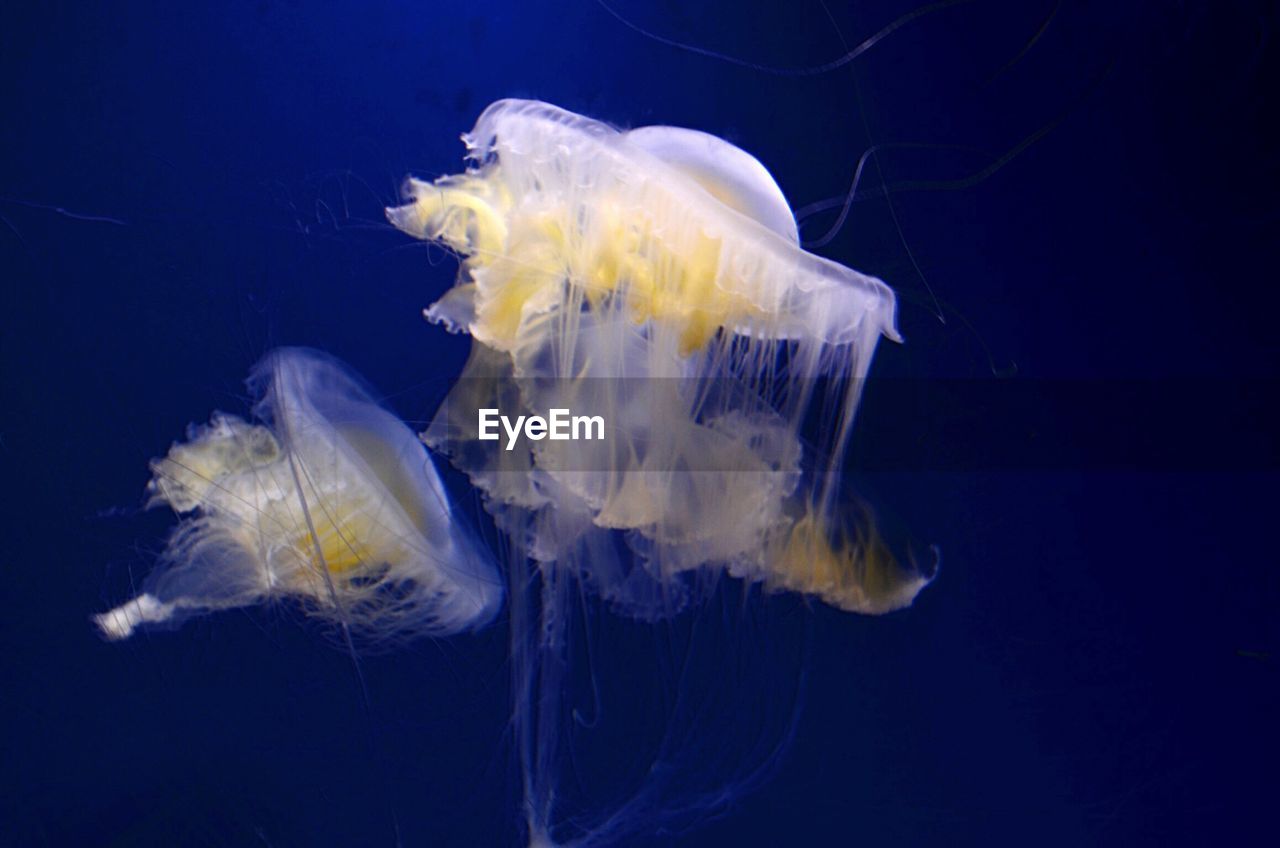 Close-up of jellyfish in sea