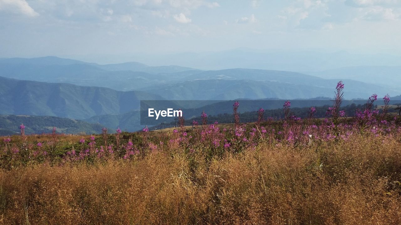 Full frame shot of pink flowers in field