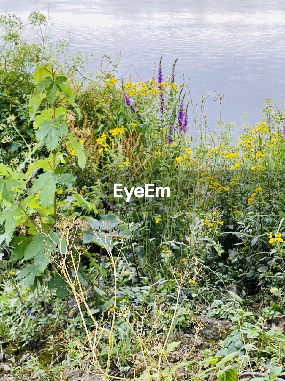 SCENIC VIEW OF LAKE BY PLANTS