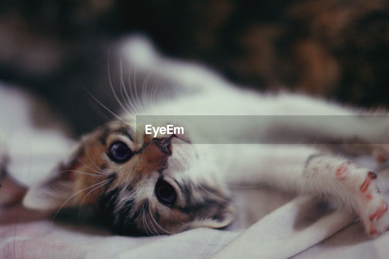 CLOSE-UP OF KITTEN ON CARPET