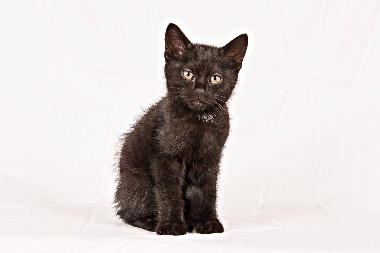 Studio portrait of black kitten