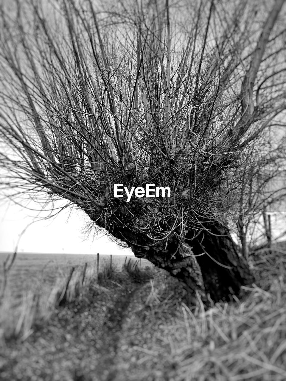 CLOSE-UP OF BARE TREES AGAINST SKY