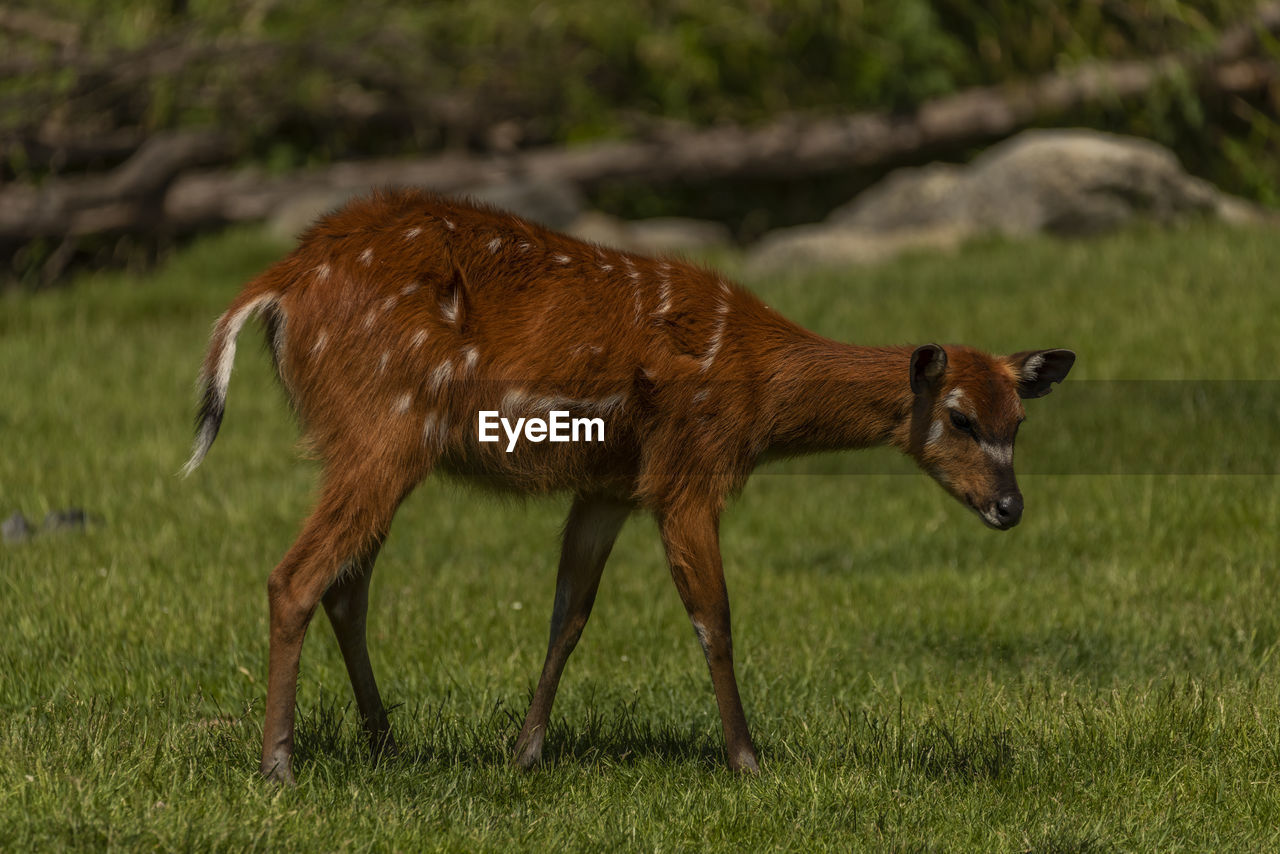side view of deer on grassy field