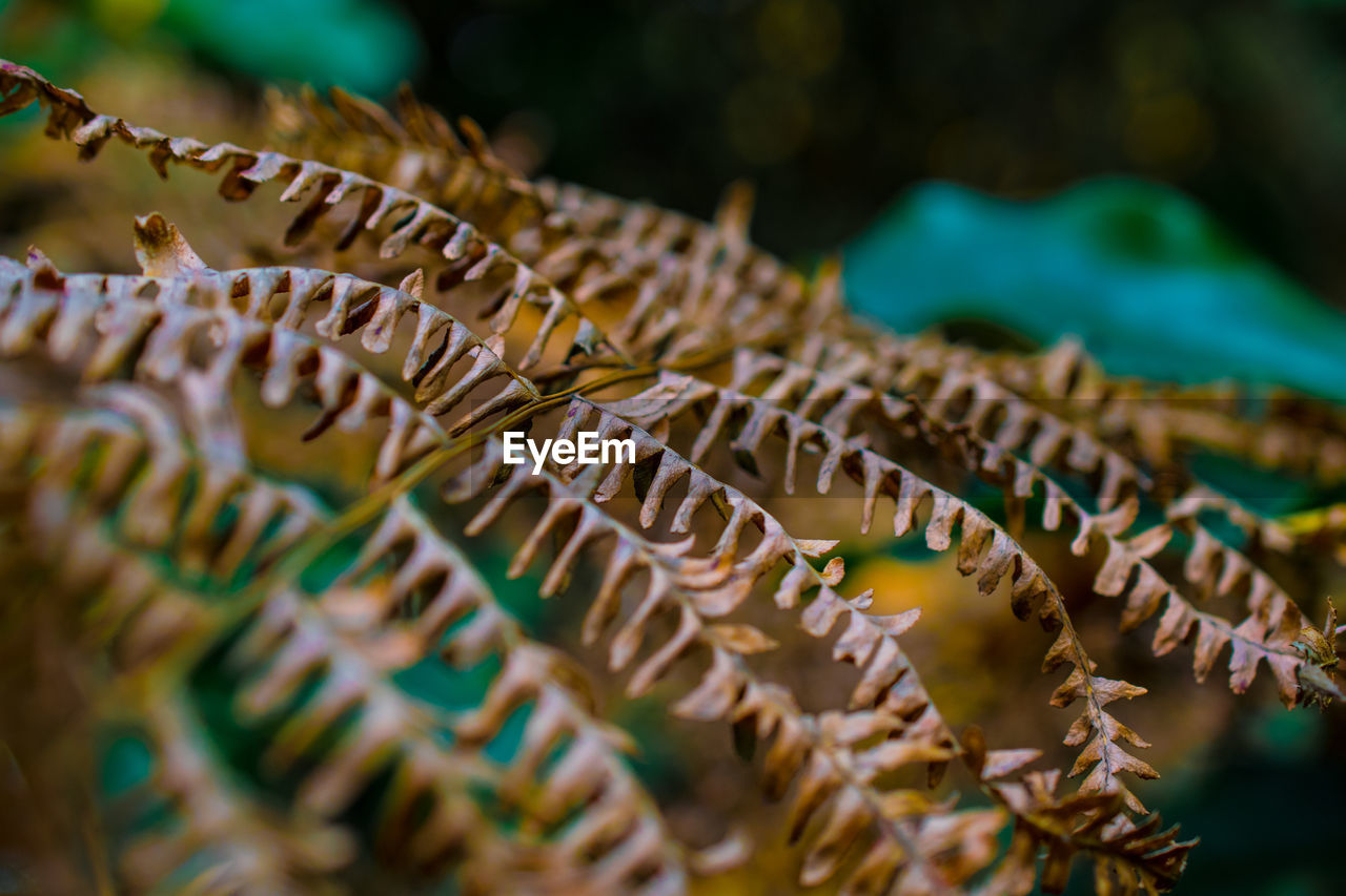 Close-up of dry fern during autumn