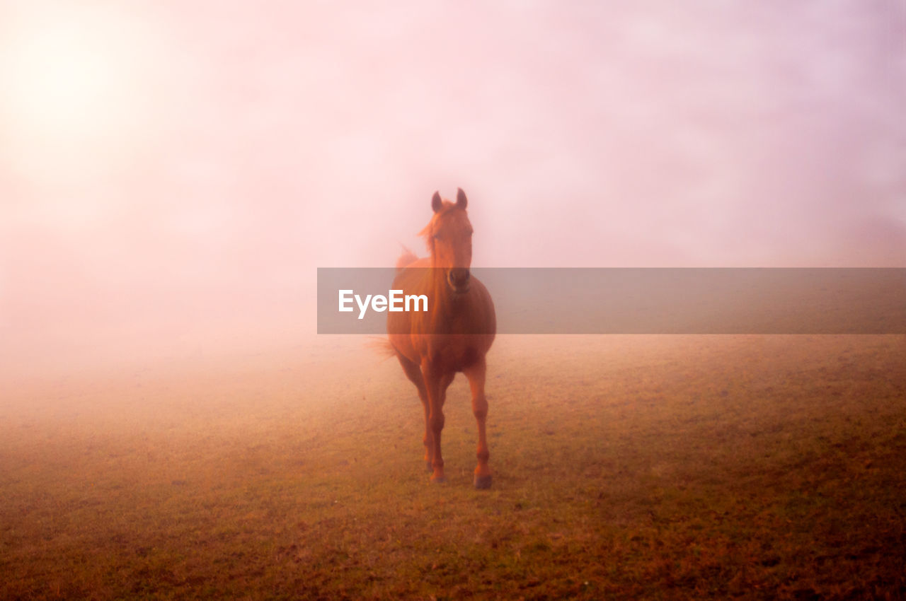 Horse standing on land during sunset