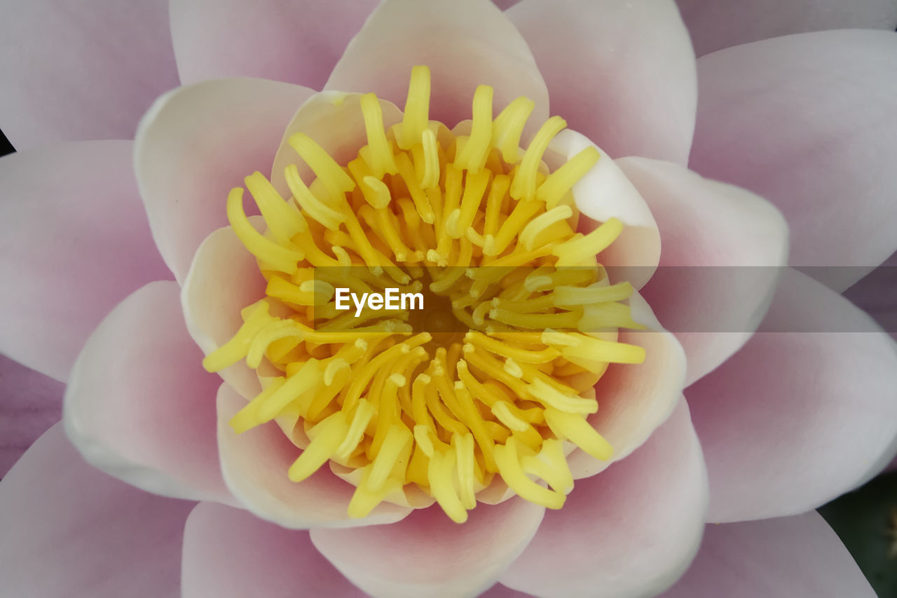 CLOSE-UP OF YELLOW FLOWER HEAD