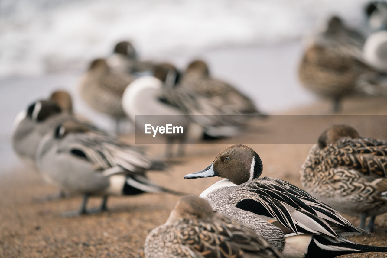 CLOSE-UP OF SEAGULLS ON SHORE