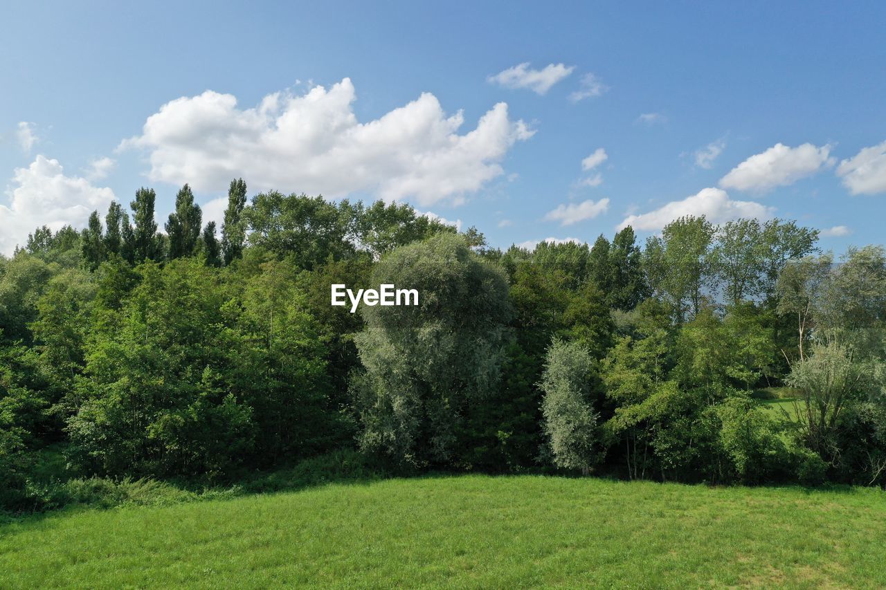 SCENIC VIEW OF PINE TREES ON FIELD