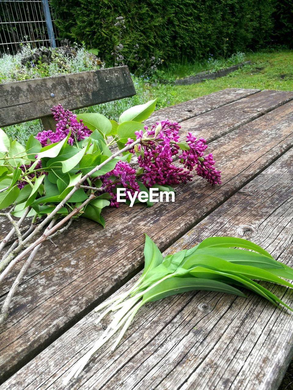 CLOSE-UP OF PINK FLOWERING PLANTS