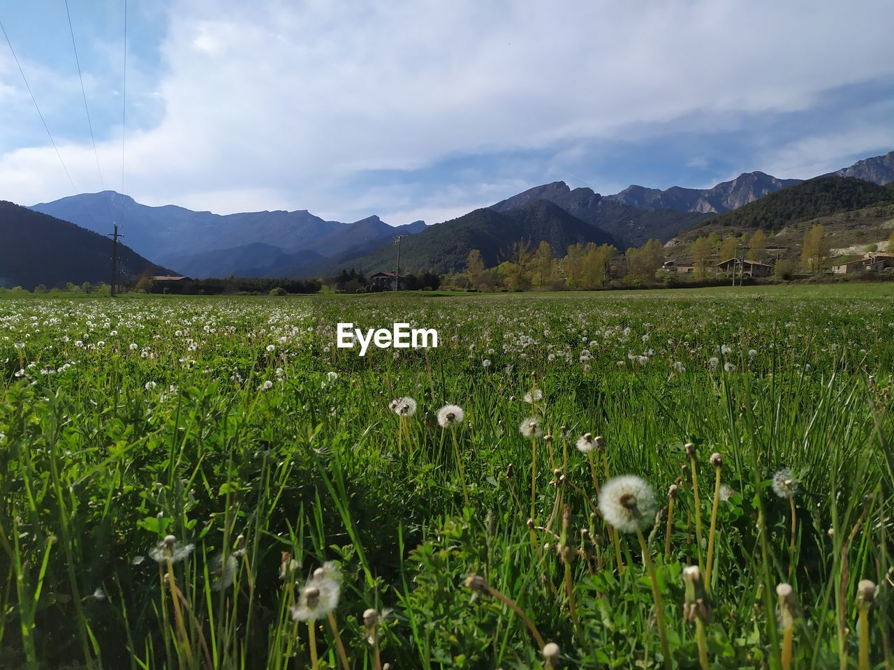 VIEW OF SHEEP ON FIELD
