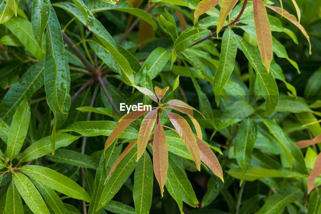 High angle view of plant growing on field