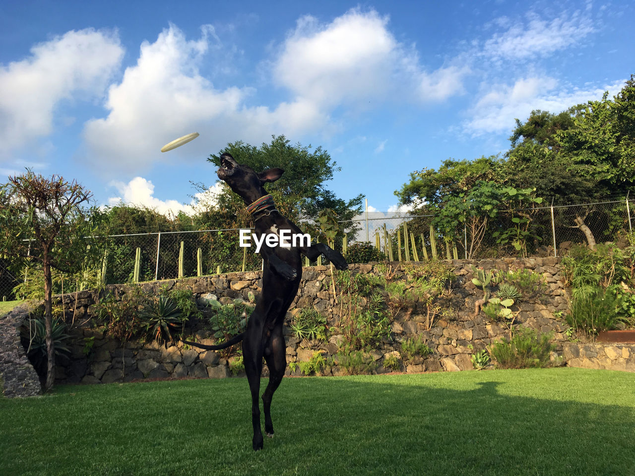 Low angle view of black dog reaching towards frisbee