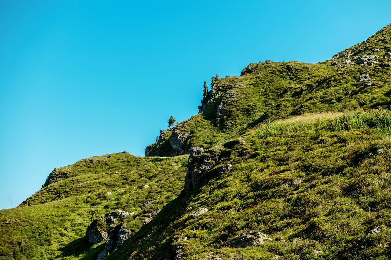 Low angle view of trees against clear blue sky