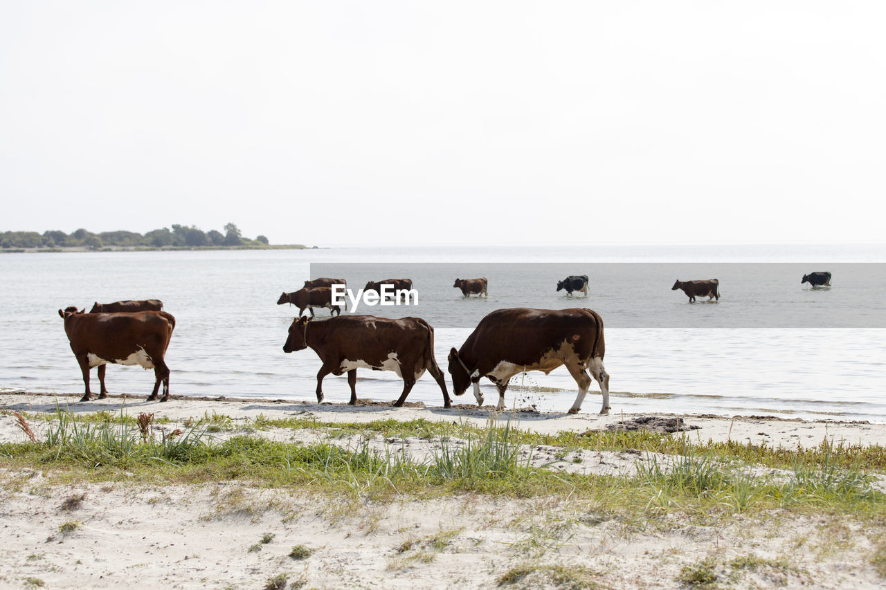 Cows at water, oland, sweden