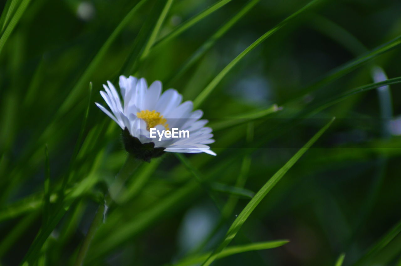 CLOSE-UP OF WHITE FLOWER