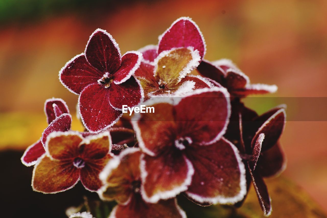 Close-up of flowers against blurred background