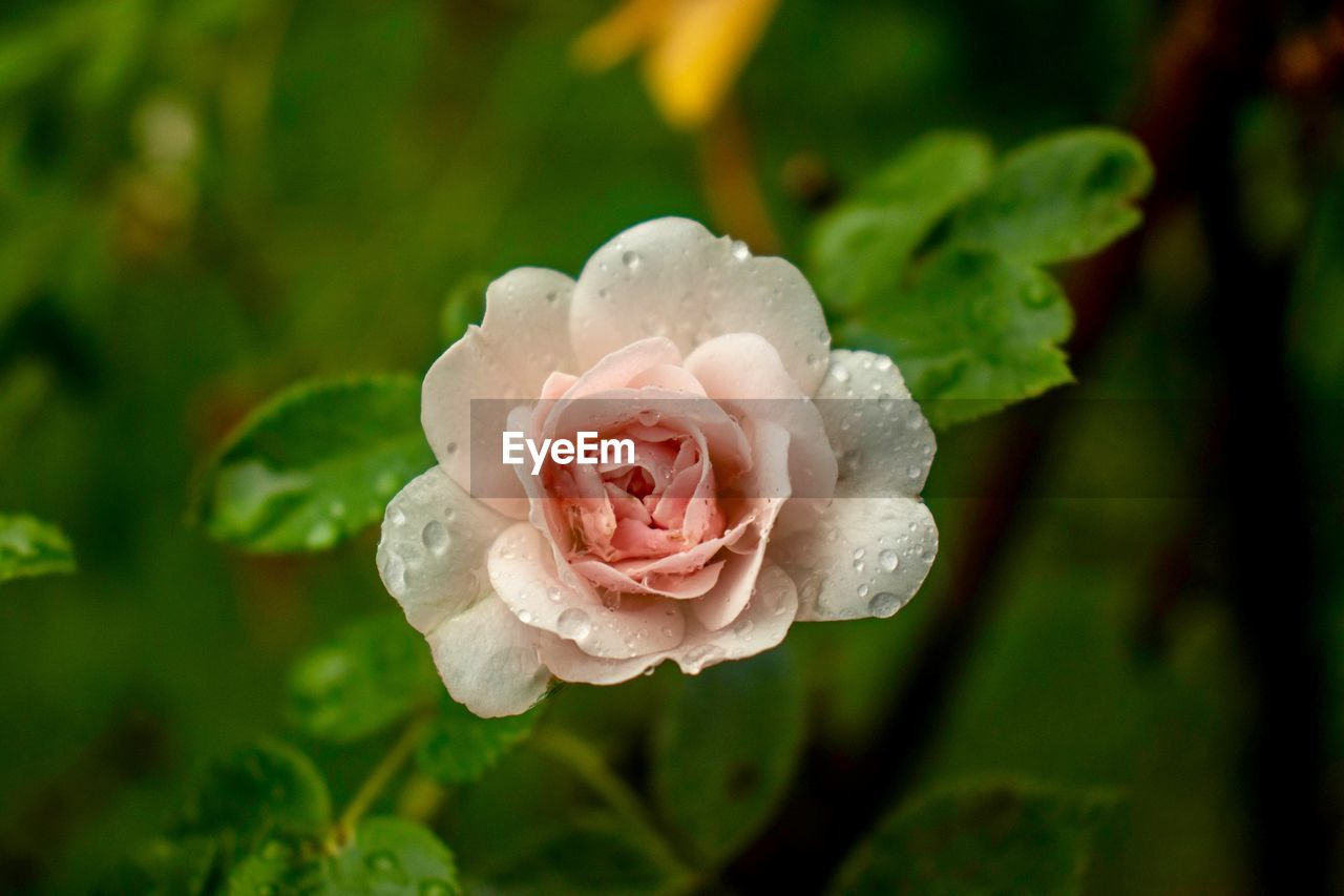 CLOSE-UP OF PINK ROSE IN FLOWER