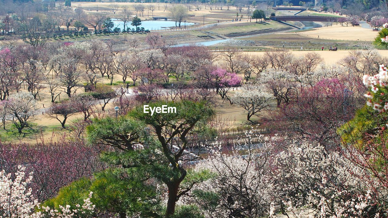 High angle view of trees at park during springtime