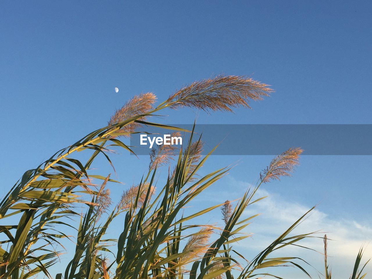 CLOSE-UP OF STALKS AGAINST BLUE SKY