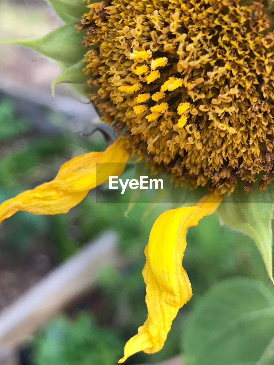 CLOSE-UP OF SUNFLOWER