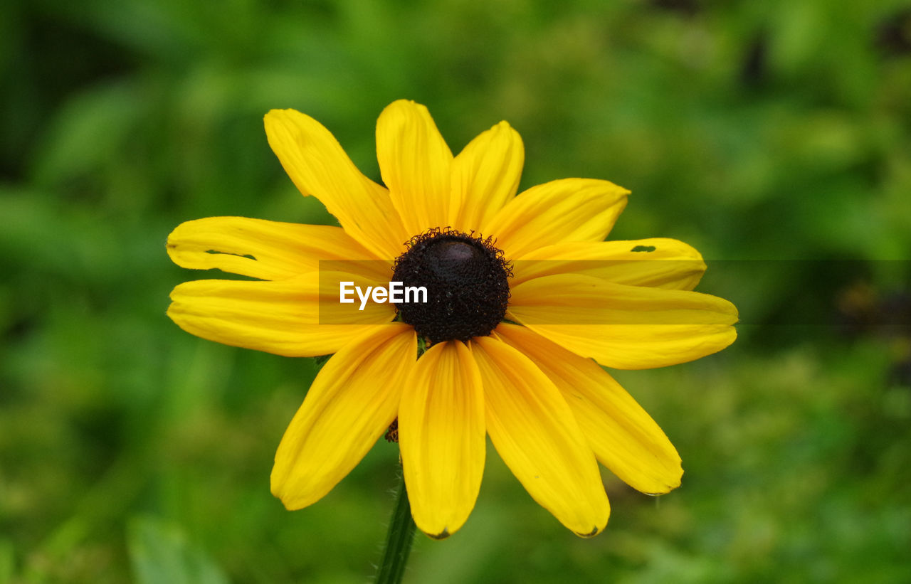 flower, flowering plant, yellow, plant, freshness, beauty in nature, flower head, petal, inflorescence, growth, close-up, fragility, nature, meadow, focus on foreground, black-eyed susan, pollen, no people, macro photography, field, wildflower, outdoors, summer, botany, springtime, green, day, sunflower, herb, blossom, selective focus