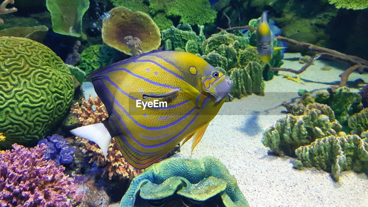 Close-up of tropical fish swimming 