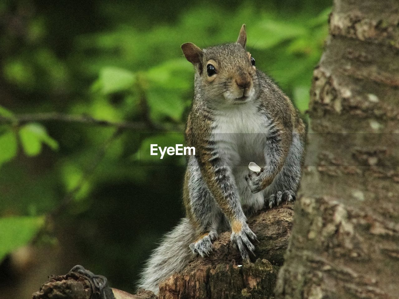 Squirrel on tree