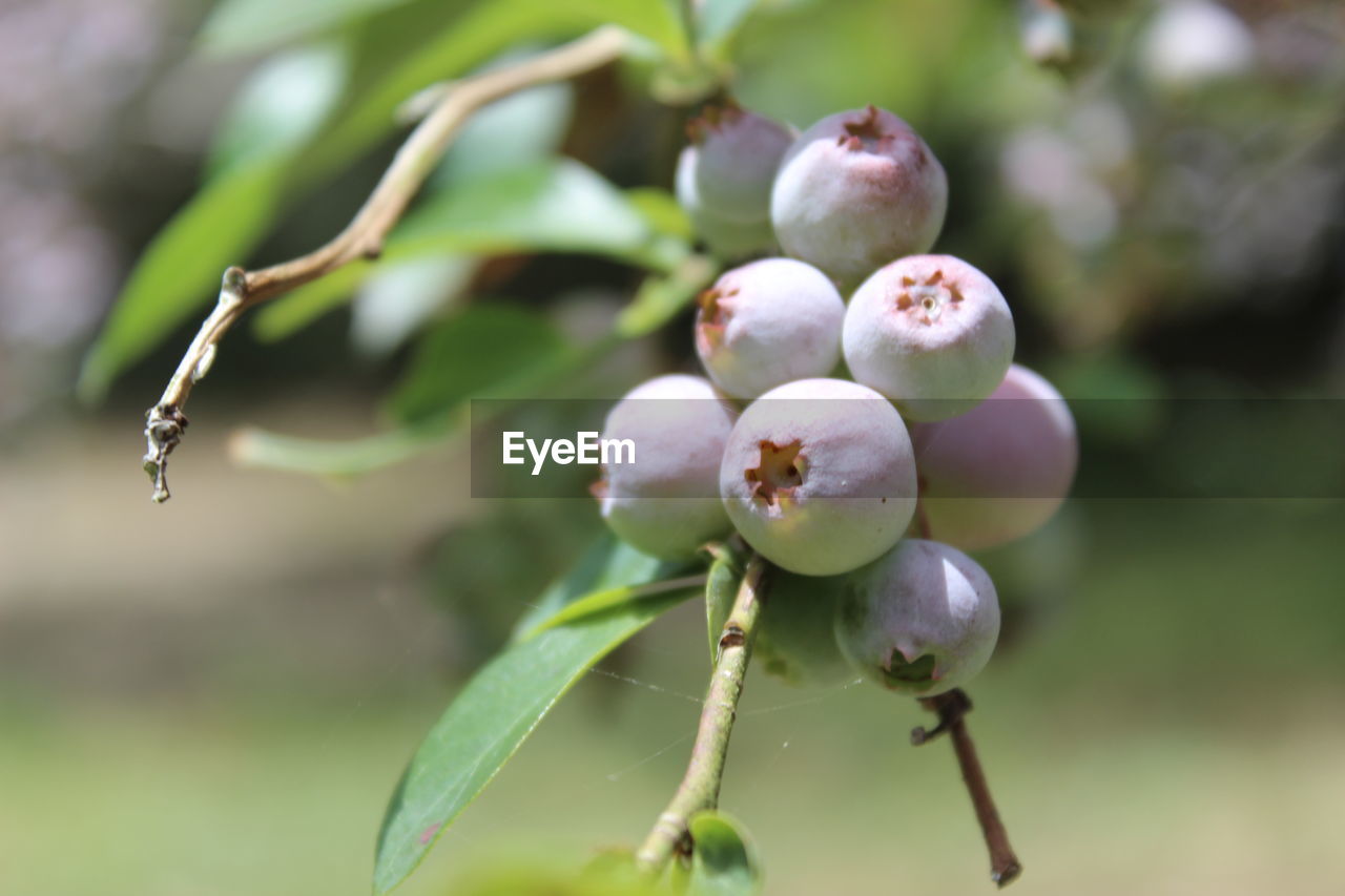 Close-up of berries growing on plant